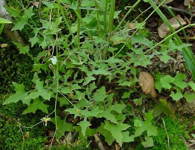 Lactuca muralis,
,
Lattuga dei boschi,
wall-lettuce