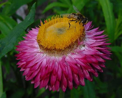 Bracted strawflower Bracted strawflower