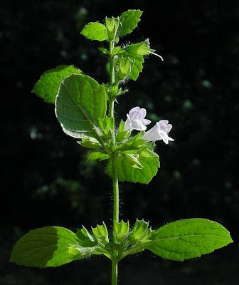 Citronella Citronella