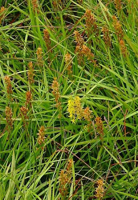 Narthecium ossifragum,
Bog Asphodel,
bog-asphodel