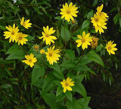 Casta�a de tierra