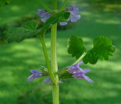 Glechoma hederacea L.