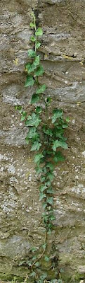 Hedera helix L.
