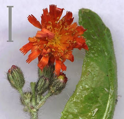 Fox-and-cubs