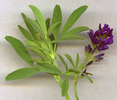 Alfalfa Alfalfa