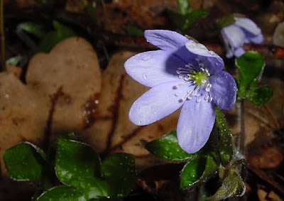 Hepatica nobilis Miller