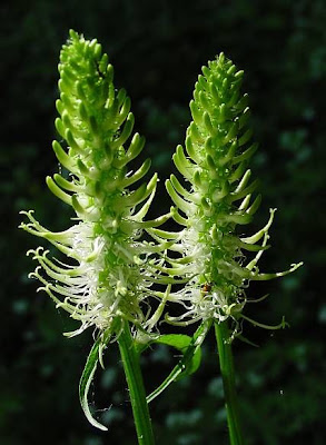 Phyteuma spicatum L.