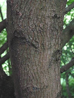 Crack willow Crack willow