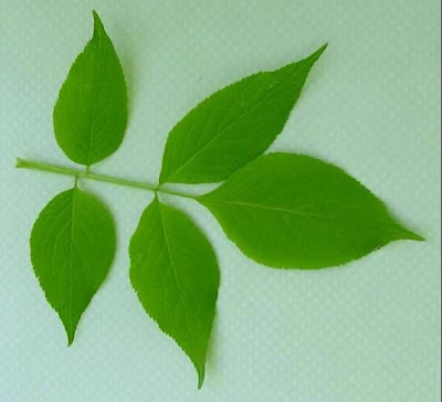 Elder