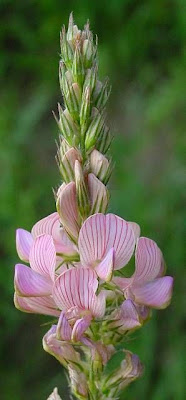 Sainfoin Sainfoin