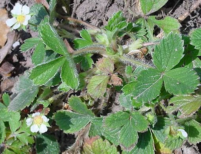 Barren Strawberry Barren Strawberry