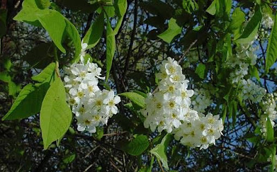Pado