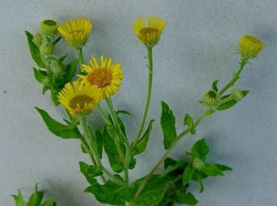 Incensaria comune