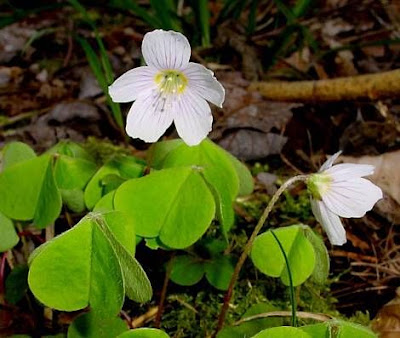 European wood-sorrel European wood-sorrel