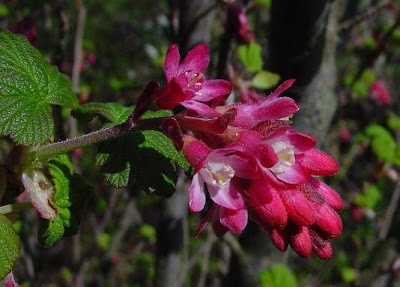 Blood currant