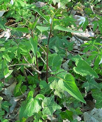 Phyteuma spicatum L.
