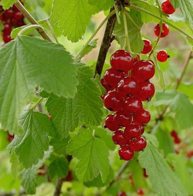Groseillier rouge Groseillier rouge