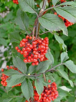 European red elder