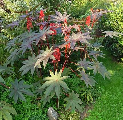 Ricinus+communis+l