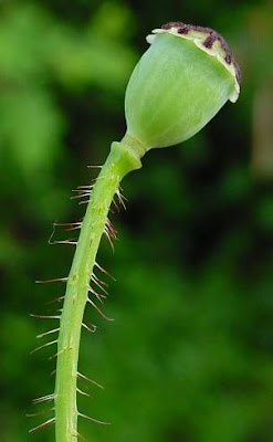 Flanders poppy