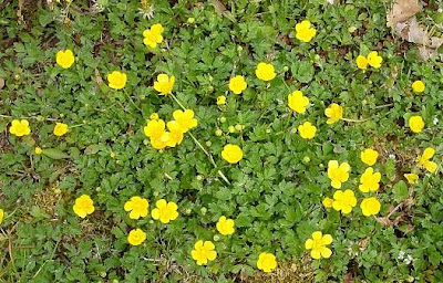 Crescione selvatico Crescione selvatico