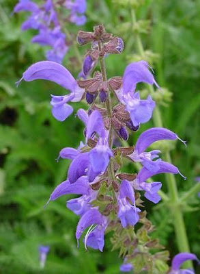 Salvia pratensis L.
