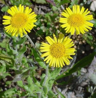 Incensaria comune