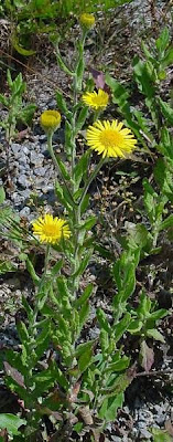 Incensaria comune