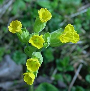 Cowslip primrose Cowslip primrose