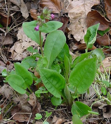 Suffolk lungwort Suffolk lungwort
