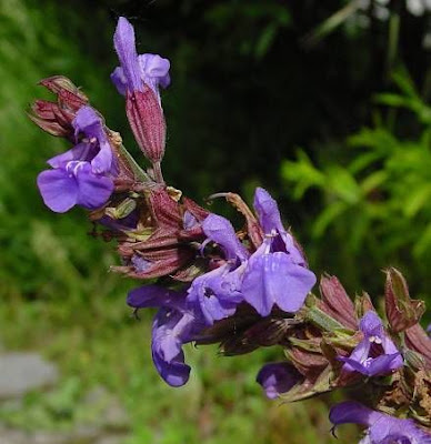 Salvia officinalis L.