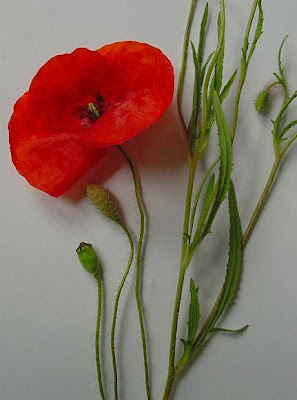 Flanders poppy