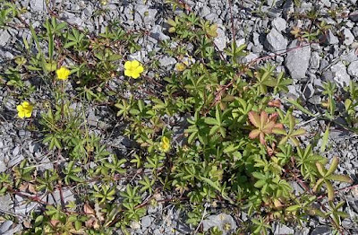 Kriechendes Fingerkraut