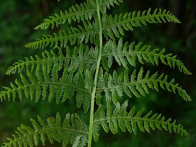 Western brackenfern Western brackenfern