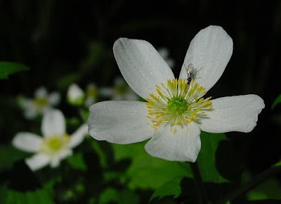 Ranunculus aconitifolius,
,
Ranuncolo a foglie di Aconito