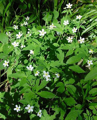 Ranunculus aconitifolius,
,
Ranuncolo a foglie di Aconito