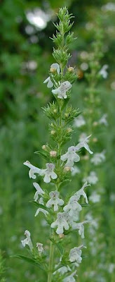 Rosmarinus officinalis L.