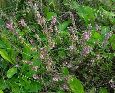 Odontites vulgaris