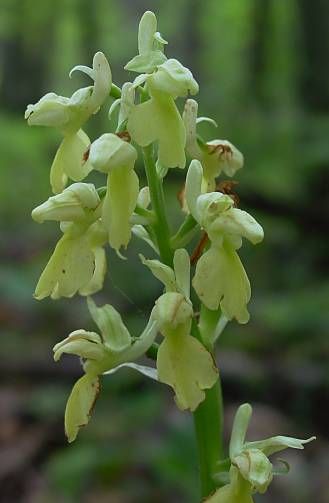 orchis punctulata essential oil extract edible