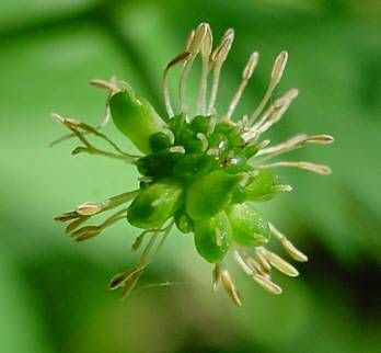 Ranunculus aconitifolius,
,
Ranuncolo a foglie di Aconito