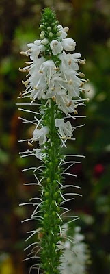 Veronica a foglie lunghe