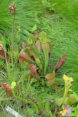 Braunrote Schlauchpflanze Braunrote Schlauchpflanze