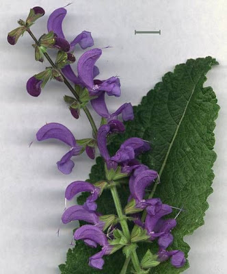 Salvia pratensis L.
