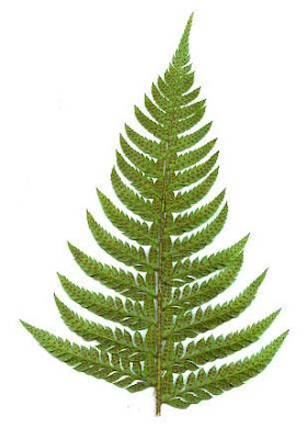 Polystichum aculeatum (L.) Roth