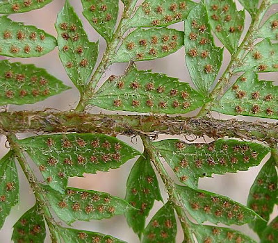 Polystichum aculeatum (L.) Roth