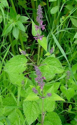 Stachys sylvatica L.