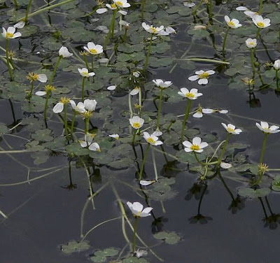 Ranunculus aquatilis L.
