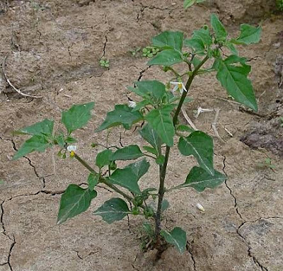 Garden nightshade