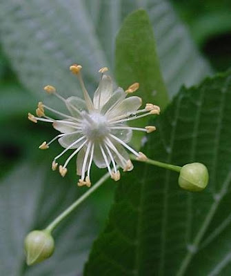 Broadleaf lime Broadleaf lime