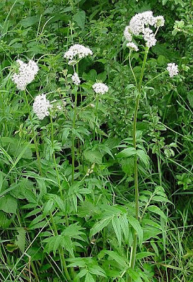 Valeriana officinalis,
common valerian,
garden heliotrope,
garden valerian,
garden-heliotrope,
valerian